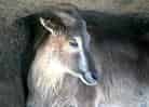 ヒマラヤタールの写真 3